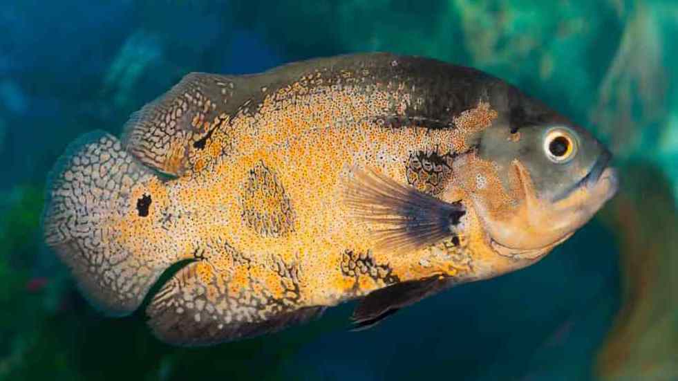 Oscar Fish orange with black spots