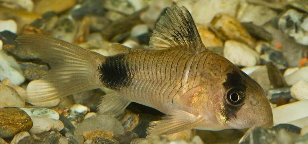 panda cory