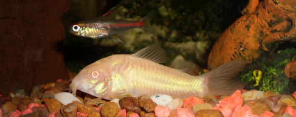 albino corydora