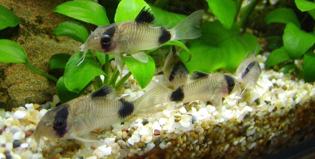 4 panda corydoras