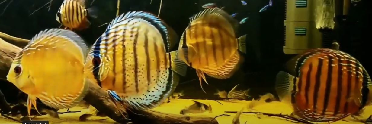 discus fish