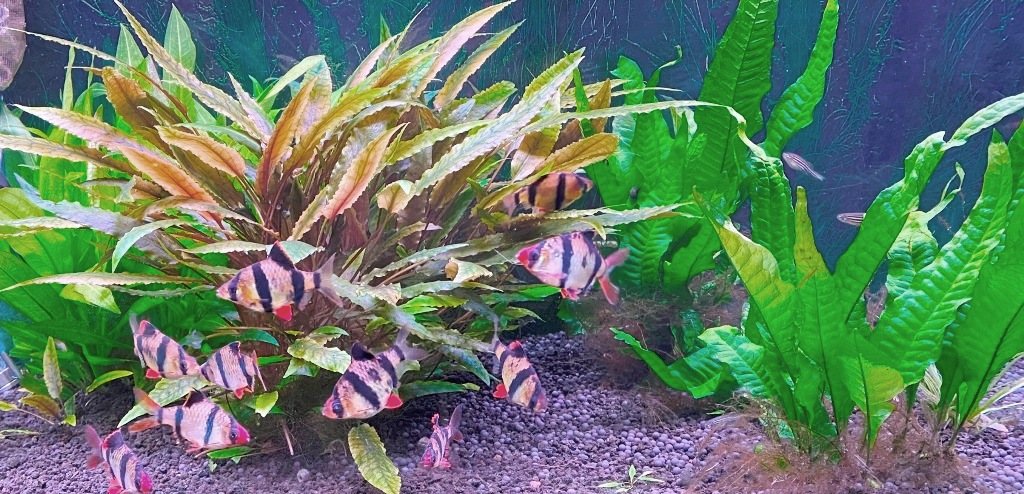clean your aquarium