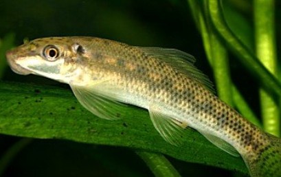 The Complete Chinese Algae Eater Care Guide: Tank Setup, Feeding, Tankmates and Behavior