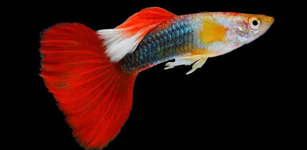 Red tail guppy