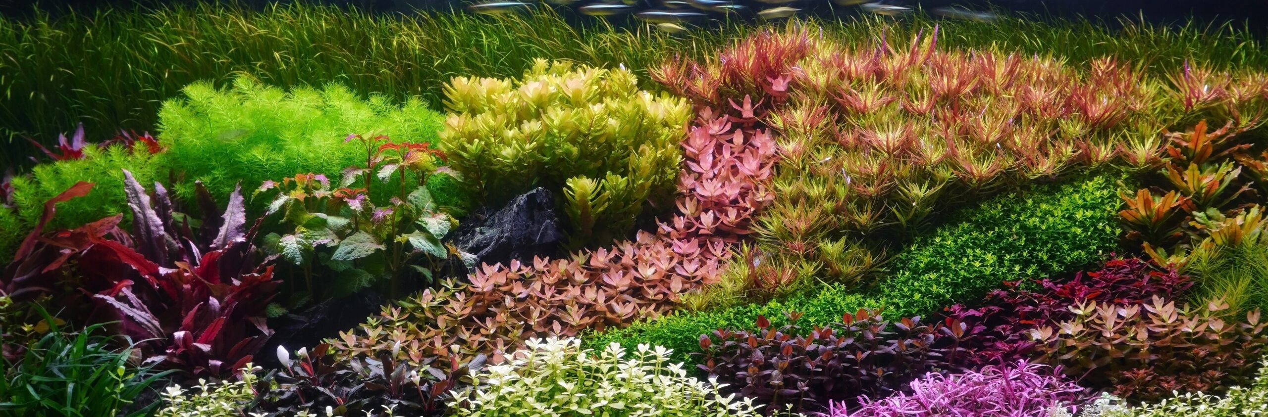 big carpeting plants carpeting plants