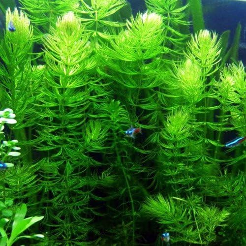 Beautiful Hornwort plant in a freshwater aquarium<br />
