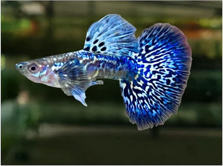 photo of a blue guppy fish