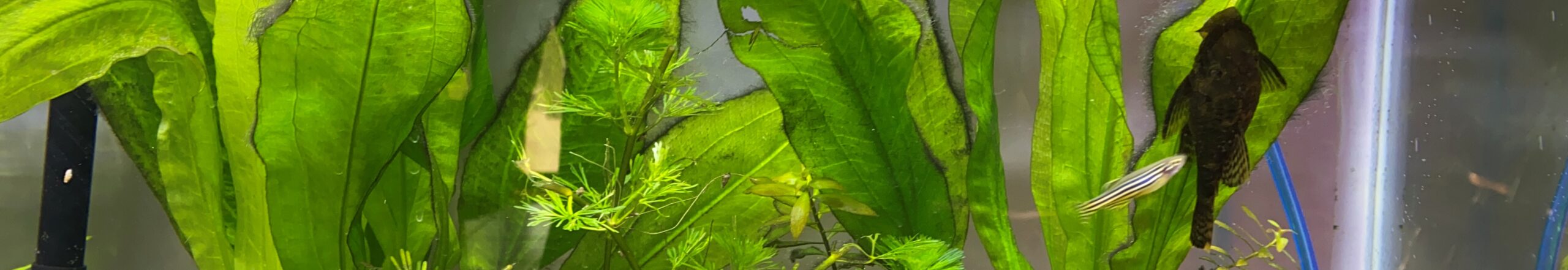 your first planted tank