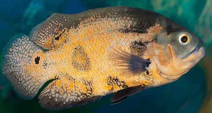 oscar fish