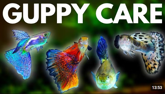 Guppy Care video screen shot