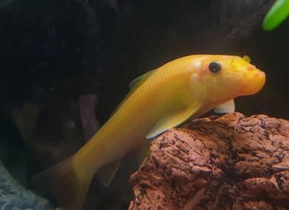 young golden chinese algae eater