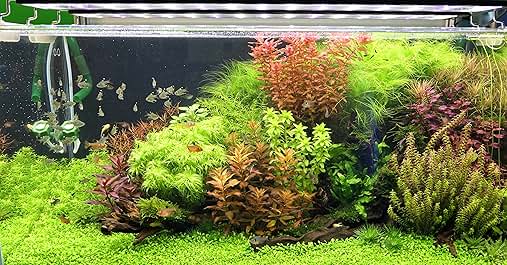 beautiful heavily planted aquarium