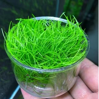 a cup holding a tuft of hairgrass.