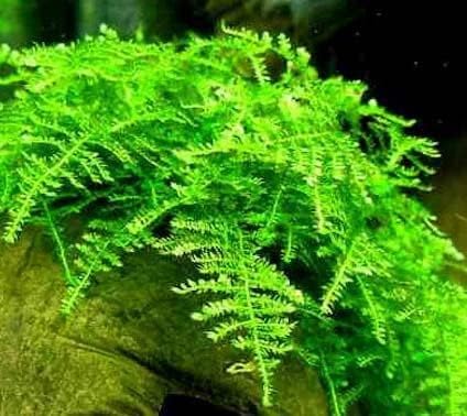Carpeting plant Christmas Moss growing on a rock in an aquarium