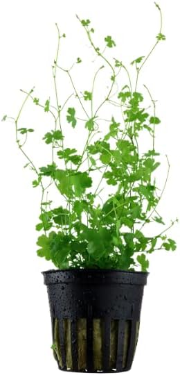 Hydrocotyle tripartita Japan