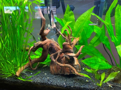 Picture of my 30-gallon aquarium from a couple years ago. 