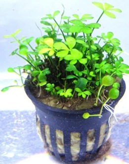 Marsilea hirsuta in a growers grow cup