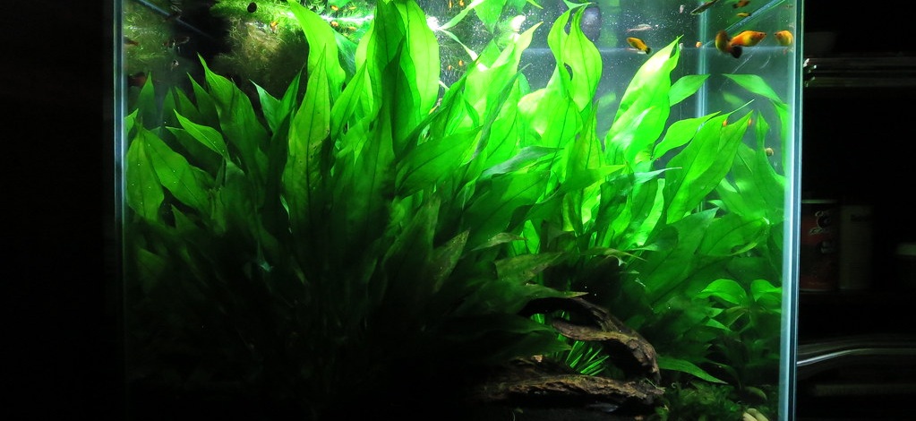 A tank full of Amazon Sword Plants