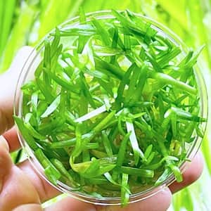 Live Dwarf Sagittaria Subulata Tissue Culture Aquarium Plant