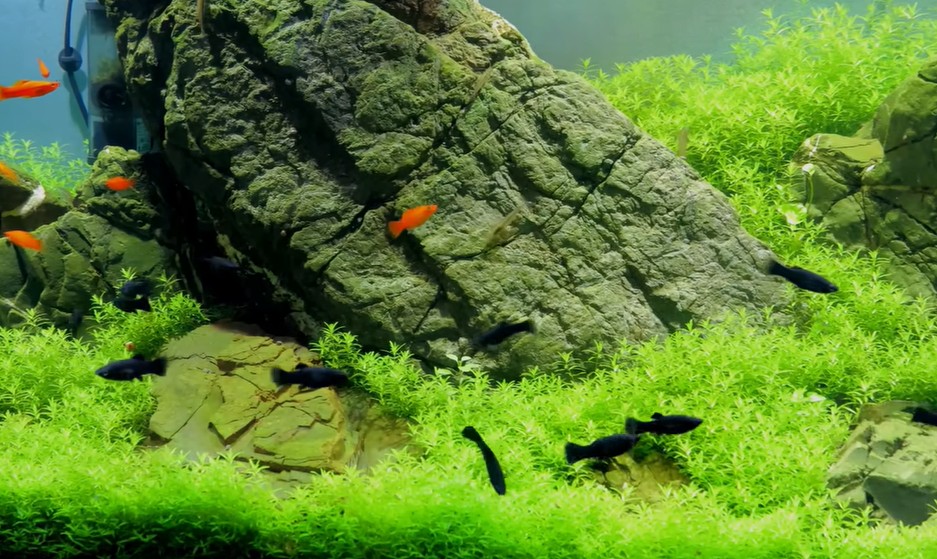 healthy aquarium carpeting plants and a large stone