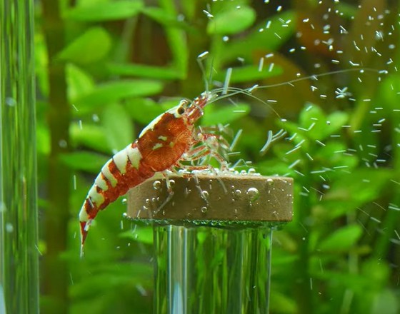 How to grow carpeting plants in bulk