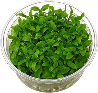 Staurogyne repens Tissue culture grown in a cup