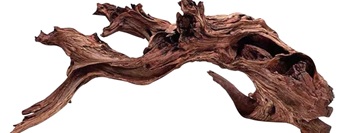 driftwood on a white background.
