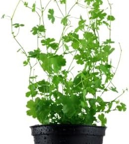 Hydrocotyle-tripartita-Japan