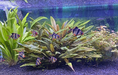 My 75-gallon tank with plants and fish powered by Hygger lights.
