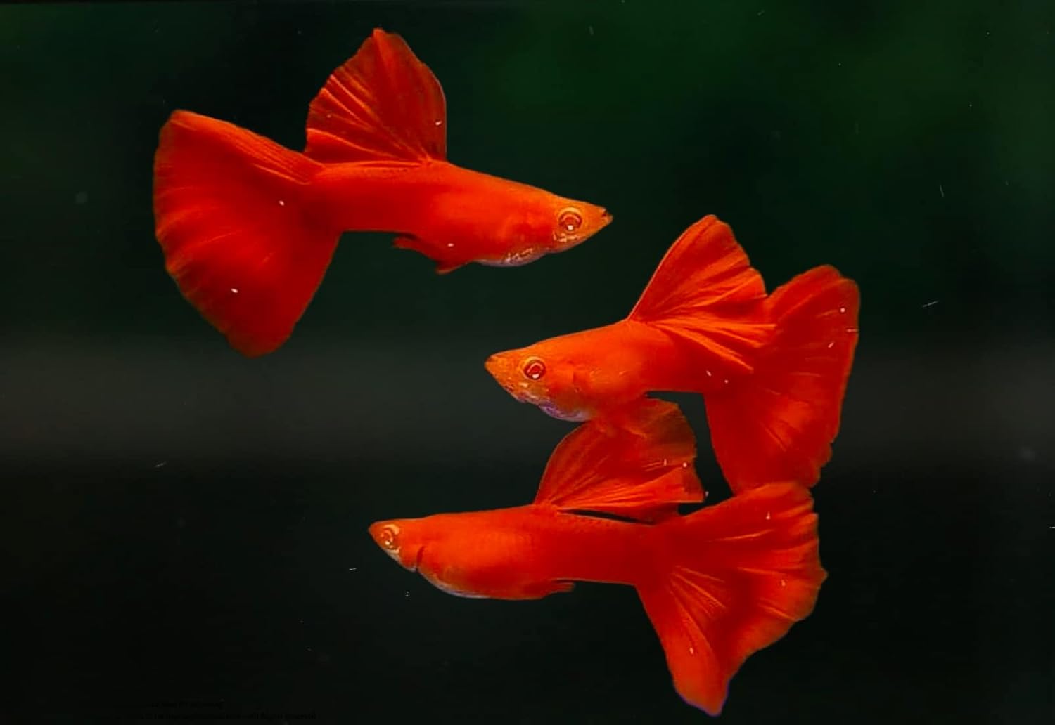 51L1X9LG57L._AC_SL1500_ full red guppy