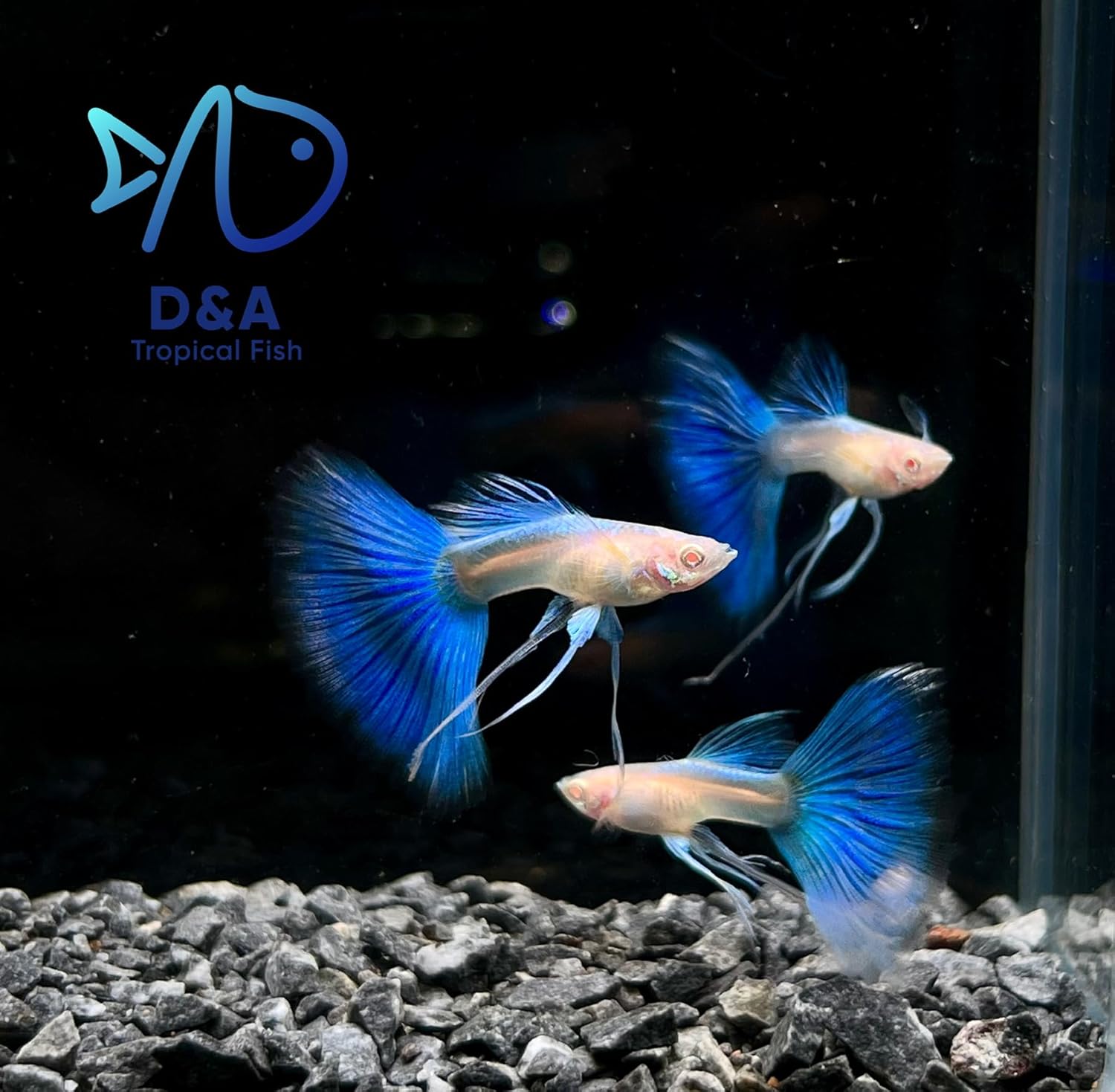 Abino Guppy