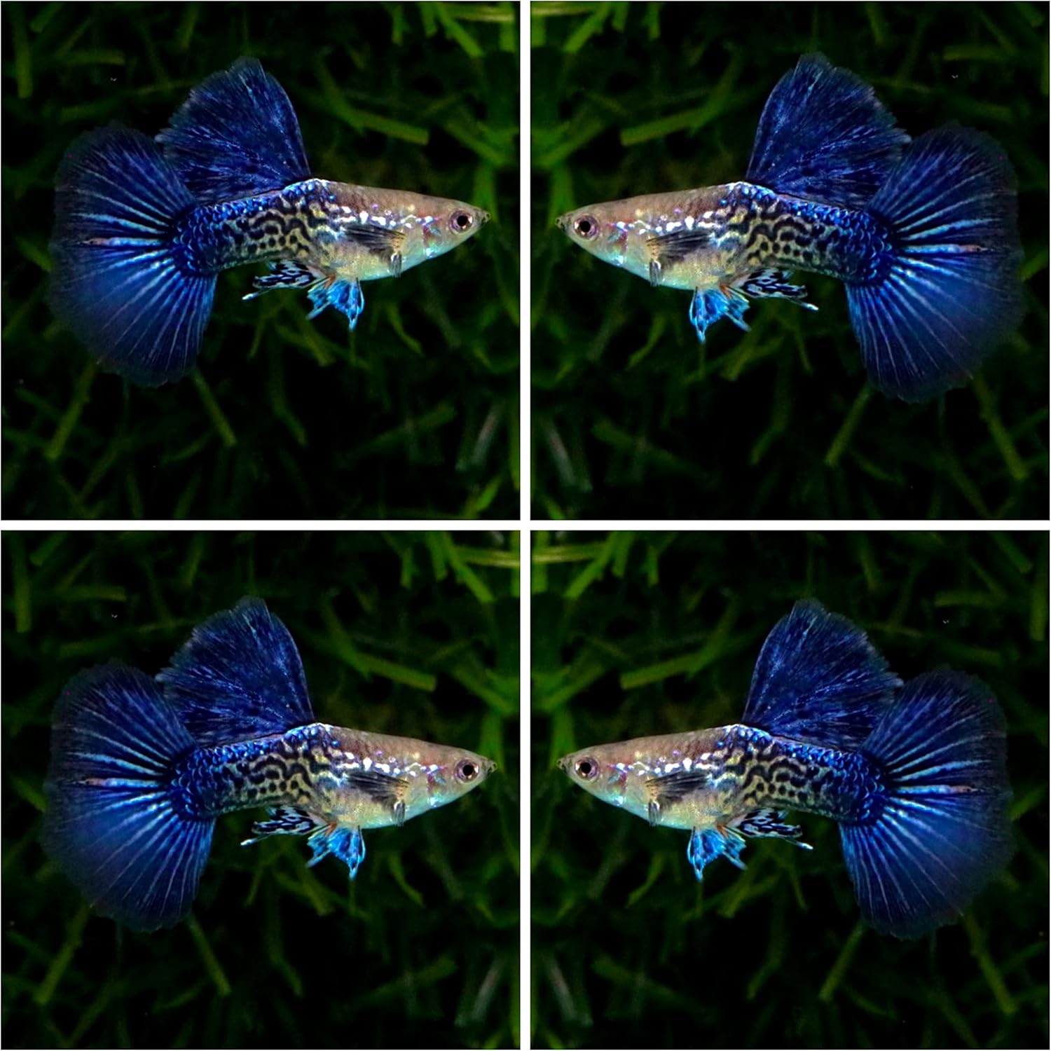 Abino Guppy