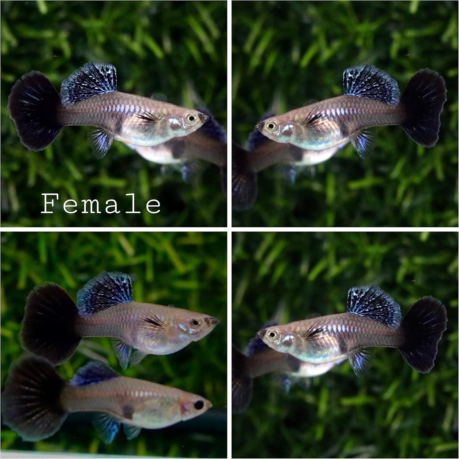 female blue dragon