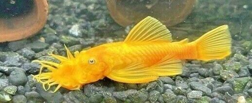 pleco yellow