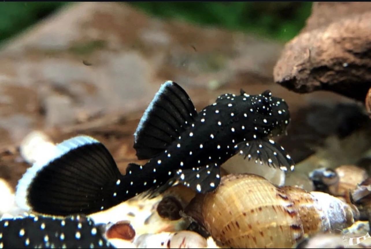 Small spotted Plecostomus laying on some rocks in an aquarium