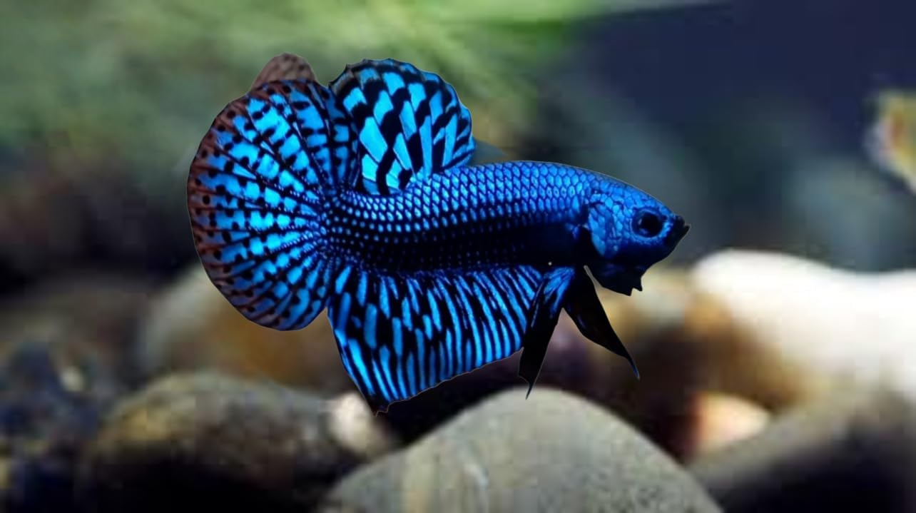 Blue Colored betta fish
