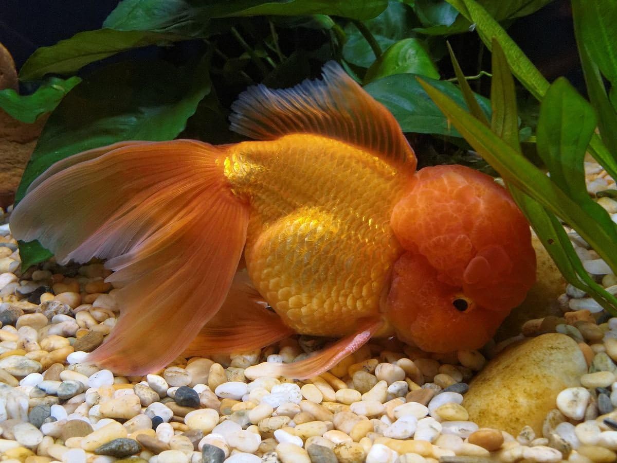 Photo Of A Beautiful goldfish