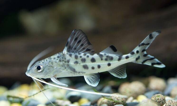 pictus catfish