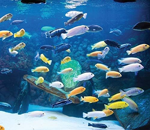 a group of african cichlids