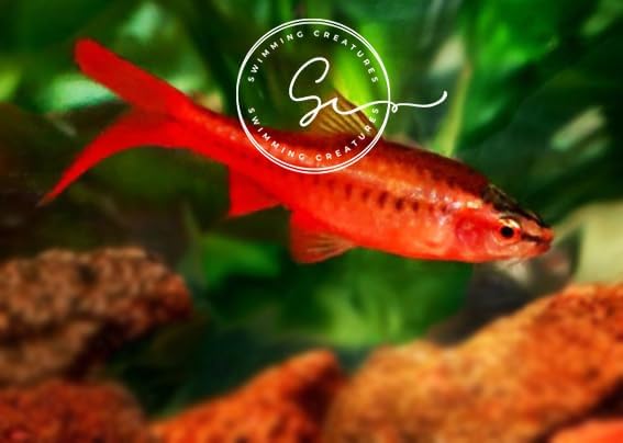 cherry barb fish
