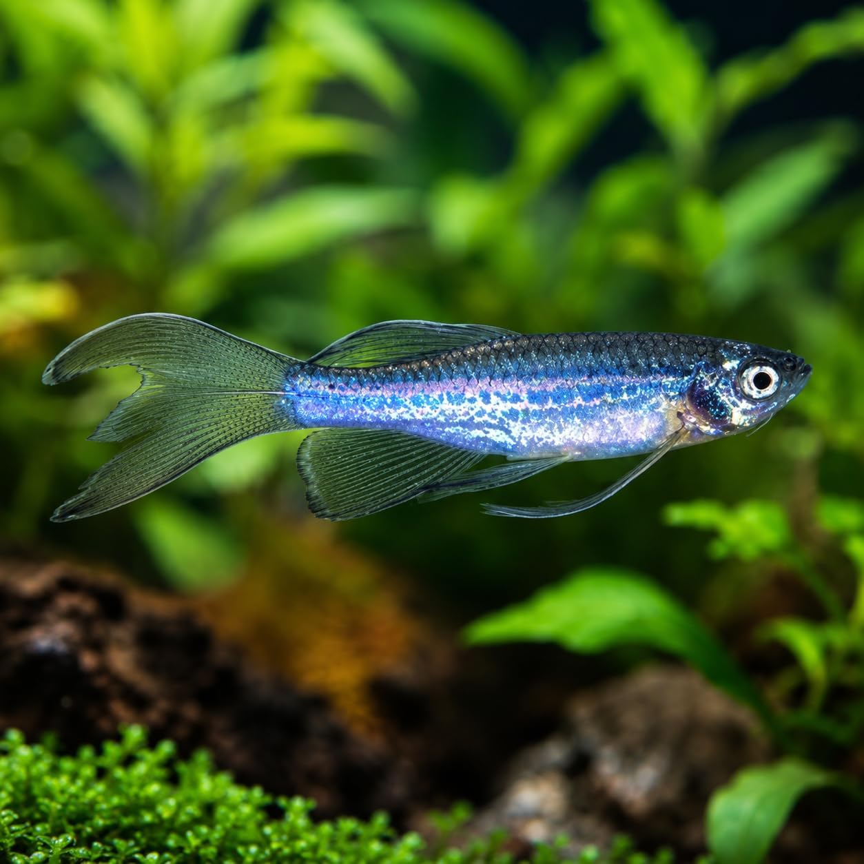 Long fin danio 2