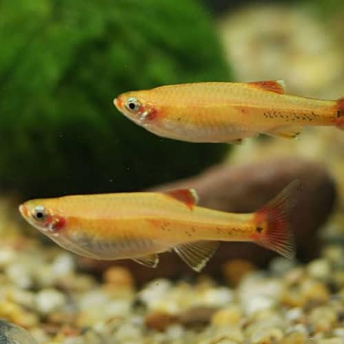 gold white cloud minnows 2