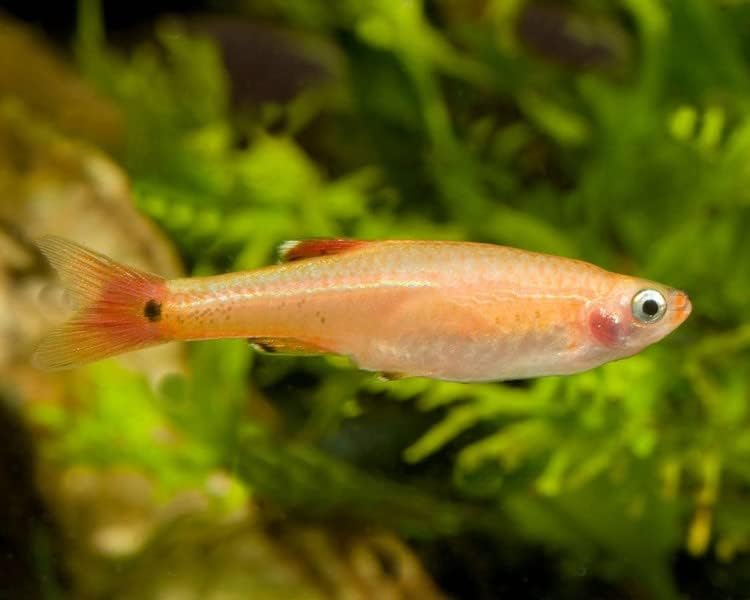 one gold white cloud minnow