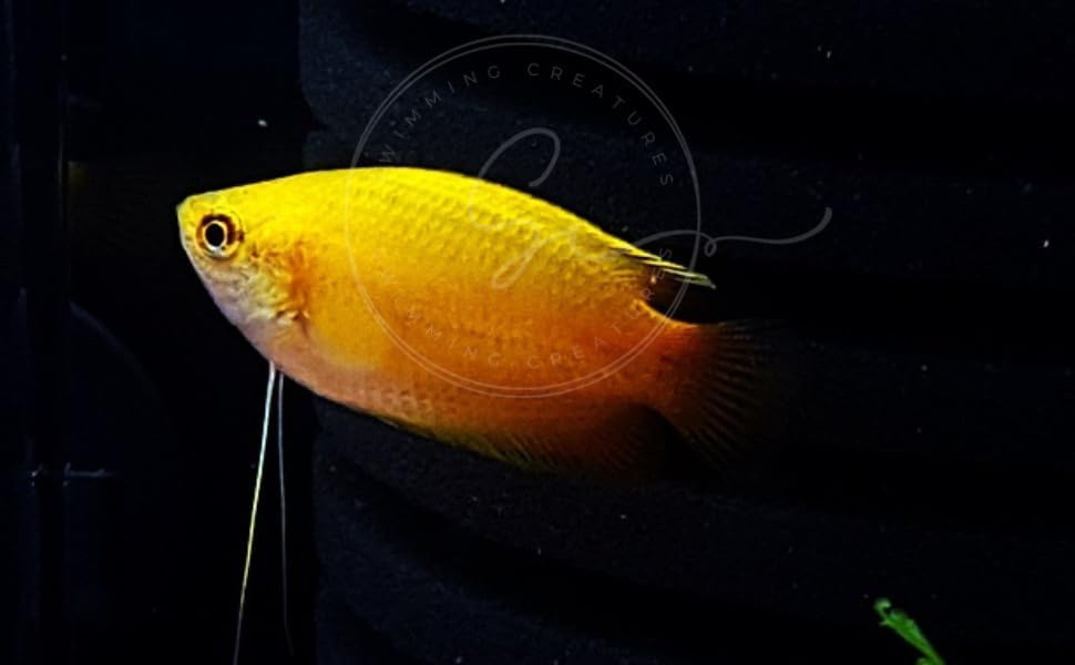 gourami fish