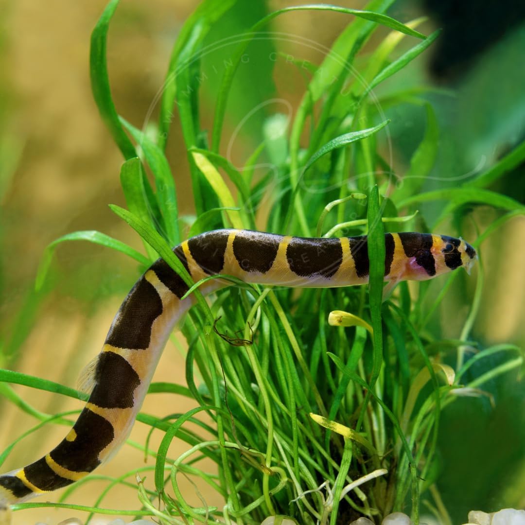 kuhli loach 1