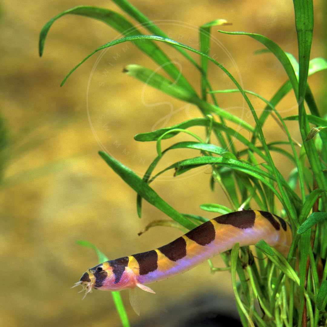 kuhli loach 2