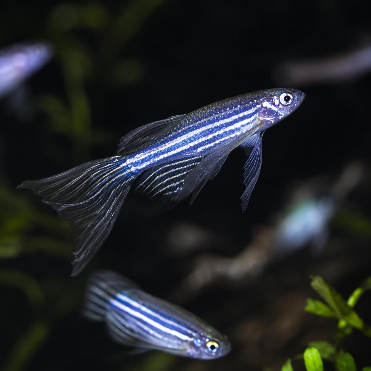 longfin danio fish