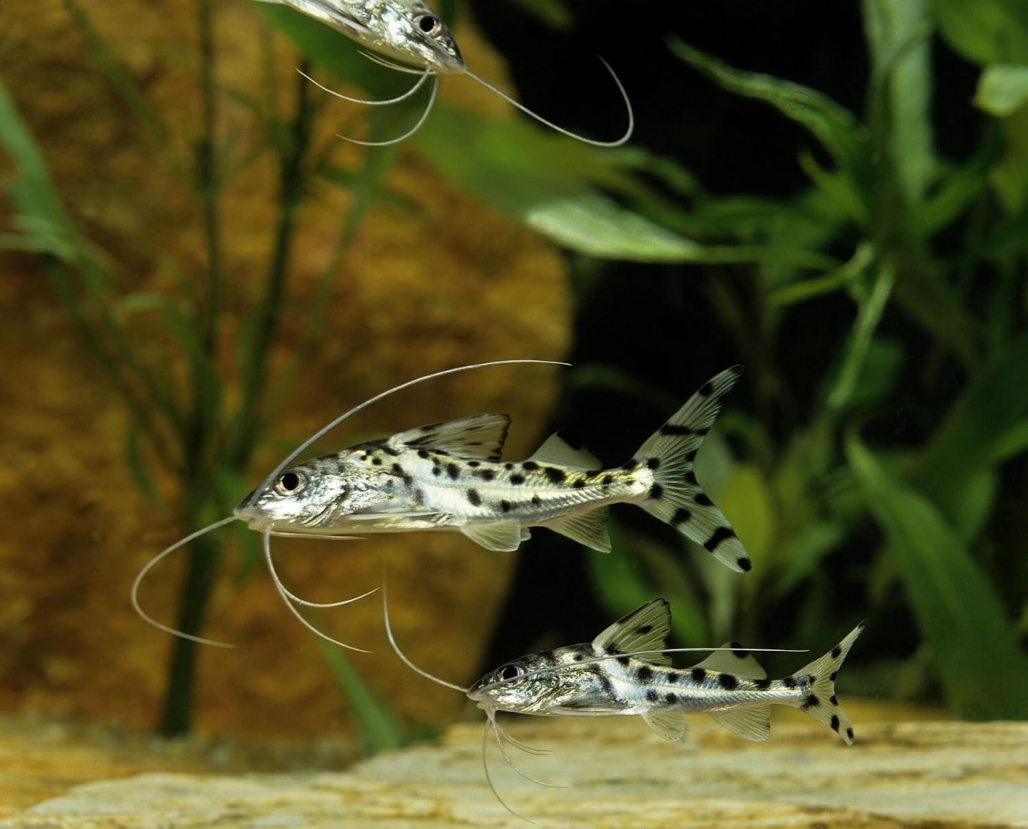 pictus catfish 2