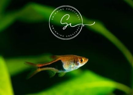 photo of a raspbora fish