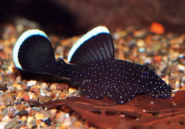Photo of a spotted pleco. Ancistrus dolichopterus)